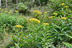 Jacobaea litvinovii