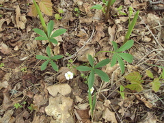 Potentilla alba