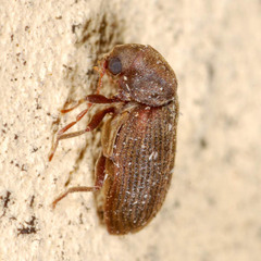 Anobium punctatum