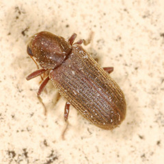 Anobium punctatum