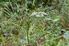 Ostericum maximowiczii