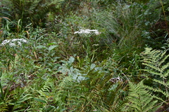 Ostericum maximowiczii
