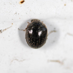 Caenocara bovistae