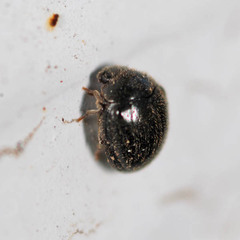 Caenocara bovistae