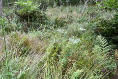 Ostericum maximowiczii