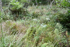 Ostericum maximowiczii