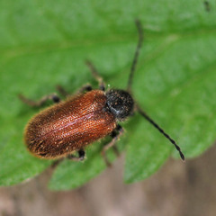 Hedobia pubescens