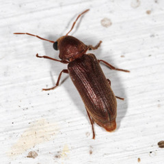 Oligomerus brunneus
