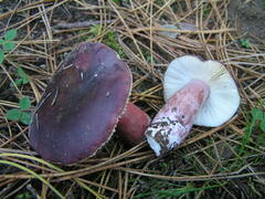 Russula torulosa