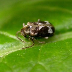 Ptinomorphus imperialis