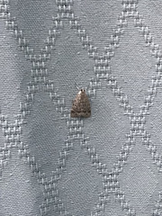 Hypenodes fractilinea