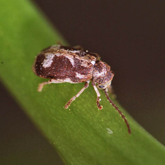 Ptinomorphus imperialis