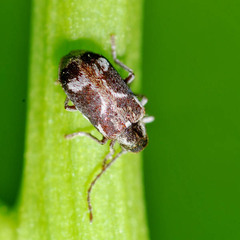 Ptinomorphus imperialis