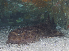 Orectolobus halei