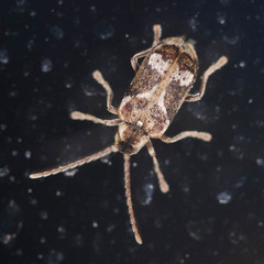Ptinomorphus imperialis