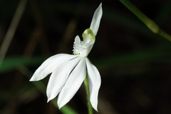 Caladenia picta