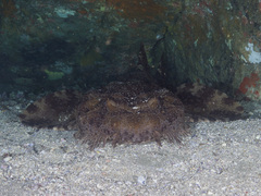 Orectolobus halei