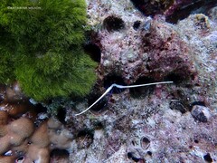 Panulirus versicolor