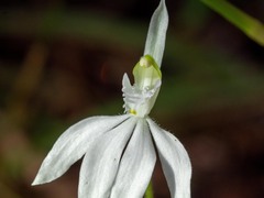 Caladenia picta