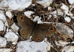 Lasiommata petropolitana