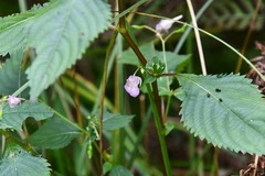 Impatiens furcillata