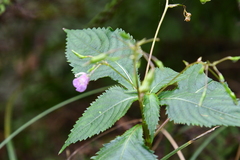 Impatiens furcillata