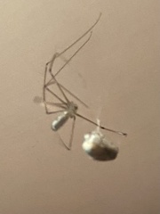 Pholcus phalangioides