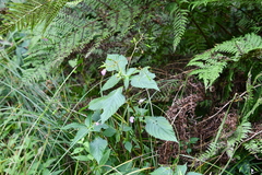 Impatiens furcillata
