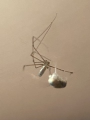 Pholcus phalangioides