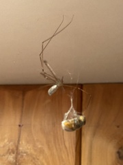 Pholcus phalangioides