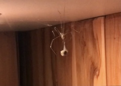Pholcus phalangioides