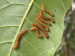 Cricula trifenestrata
