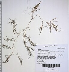 Zannichellia palustris