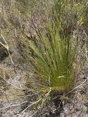 Restionaceae