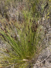 Restionaceae