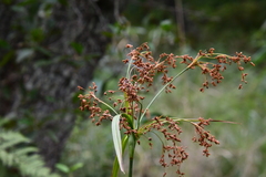 Scirpus lushanensis