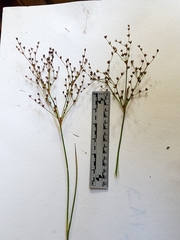 Juncus brachycephalus