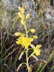 Bulbine cepacea