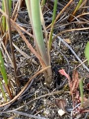 Bulbine cepacea