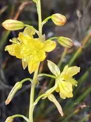 Bulbine cepacea