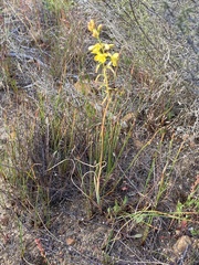 Bulbine cepacea