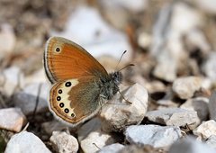 Coenonympha gardetta
