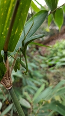 Hierodula membranacea