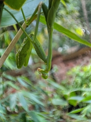 Hierodula membranacea