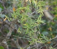 Asparagus volubilis