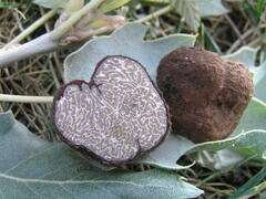 Tuber panniferum