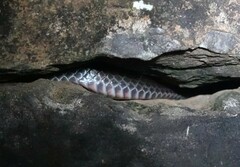 Cryptophis nigrescens