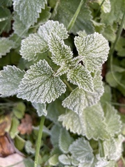 Lamium purpureum