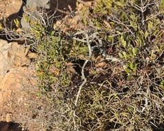 Fockea edulis