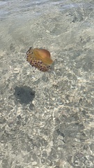 Cotylorhiza tuberculata